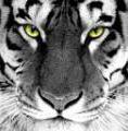Аватар для TigerForce