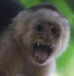 Аватар для Jocko_Capuchin